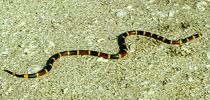 Eastern Coral snake