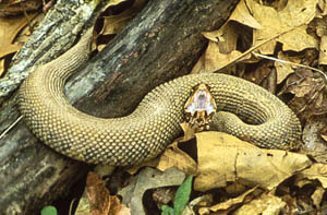 Cottonmouth snake displaying