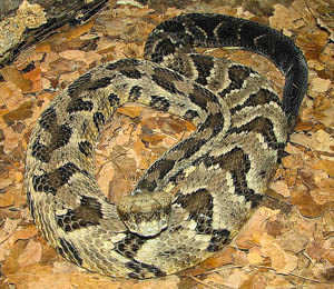 Eastern Rattlesnake
