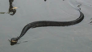 Watter Moccasin snake swimming